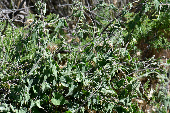 Texas Milkvine is twining vine from a woody base with milky sap. The leaves are green triangular-ovate and sagittate-cordate at the base. Matelea producta Texas Milkvine is twining vine from a woody base with milky sap. The leaves are green triangular-ovate and sagittate-cordate at the base. Matelea producta